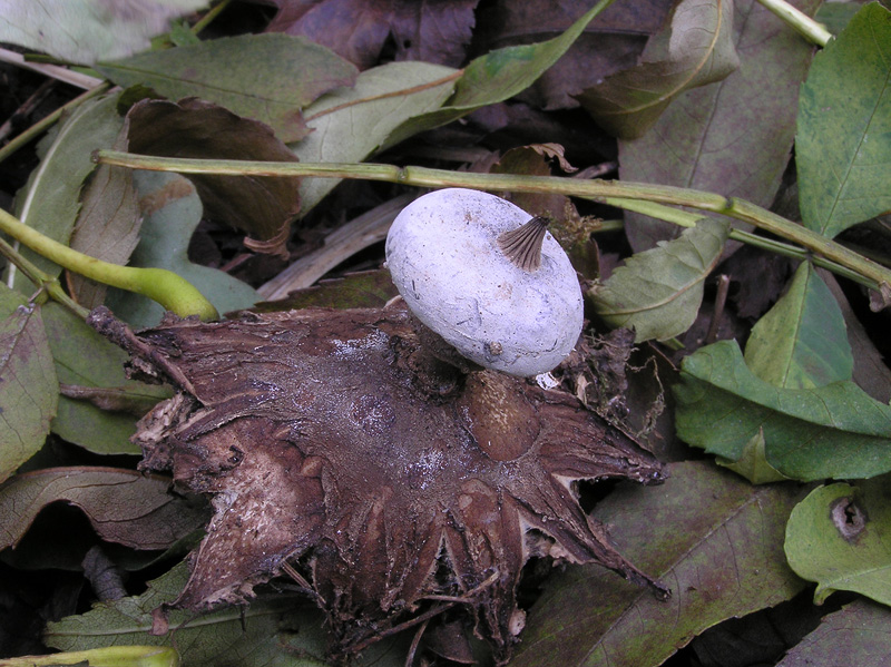 Geastrum striatum